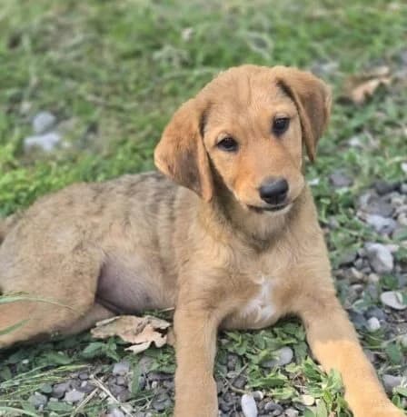 Celina,  puppy Mixed Breed for adoption at Ankerhunde e.V., Novi Grad
