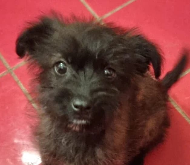 Archi,  puppy Mixed Breed for adoption at Ankerhunde e.V., Novi Grad