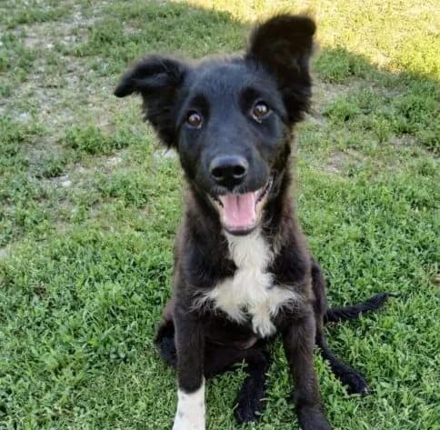Giovanna,  puppy Mixed Breed for adoption at Ankerhunde e.V., Novi Grad
