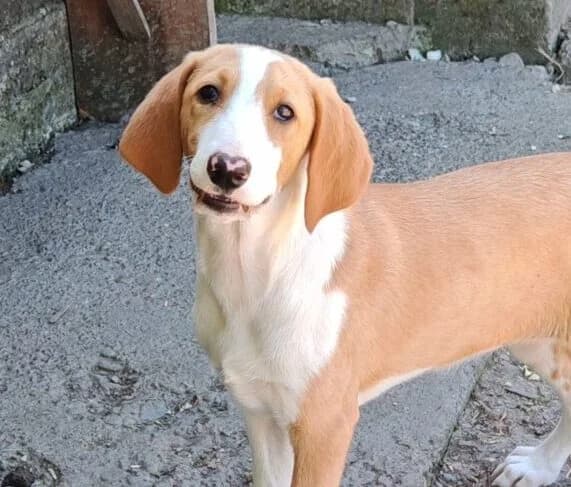 Lida,  puppy Mixed Breed for adoption at Ankerhunde e.V., Novi Grad