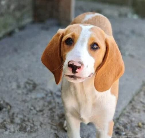 Mia,  puppy Mixed Breed for adoption at Ankerhunde e.V., Novi Grad