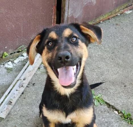 Shira,  puppy Mixed Breed for adoption at Ankerhunde e.V., Novi Grad