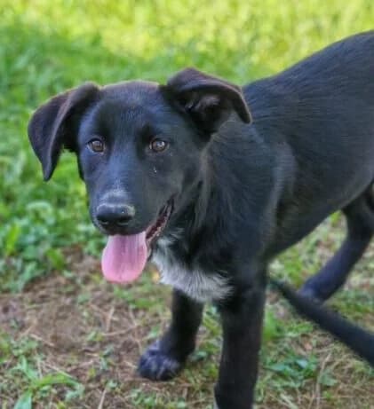 Oreo,  puppy Mixed Breed for adoption at Ankerhunde e.V., Novi Grad