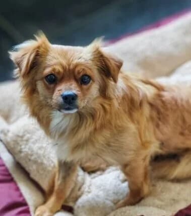 Josie, female 3yo Mixed Breed for adoption at Ankerhunde e.V., Novi Grad