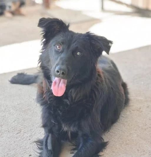 Paloma, female young Mixed Breed for adoption at Ankerhunde e.V., Novi Grad