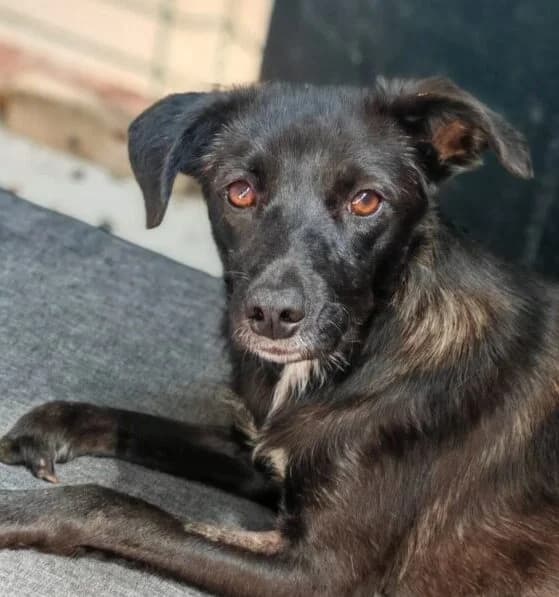 Natalina, female 5yo Mixed Breed for adoption at Ankerhunde e.V., Novi Grad