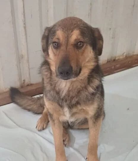 Finn,  4yo Mixed Breed for adoption at Ankerhunde e.V., Novi Grad
