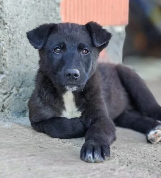 Manu,  puppy Mixed Breed for adoption at Ankerhunde e.V., Novi Grad
