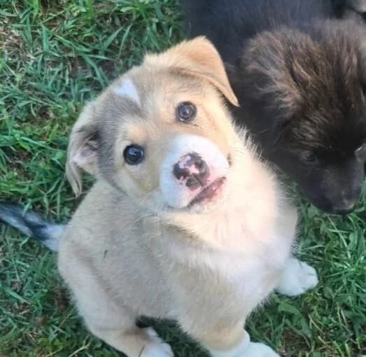 Lennox,  puppy Mixed Breed for adoption at Ankerhunde e.V., Novi Grad