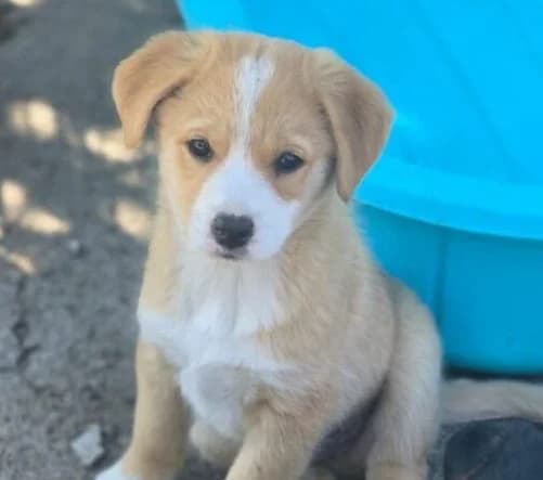 Eddy,  puppy Mixed Breed for adoption at Ankerhunde e.V., Novi Grad