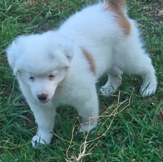 Pauli,  puppy Mixed Breed for adoption at Ankerhunde e.V., Novi Grad