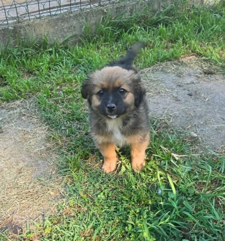 Minnie,  puppy Mixed Breed for adoption at Ankerhunde e.V., Novi Grad