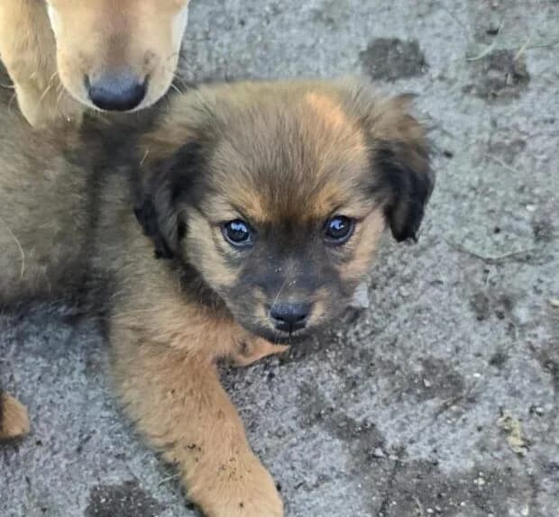 Daisy,  puppy Mixed Breed for adoption at Ankerhunde e.V., Novi Grad