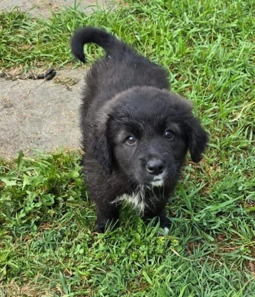 Panda,  puppy Mixed Breed for adoption at Ankerhunde e.V., Novi Grad