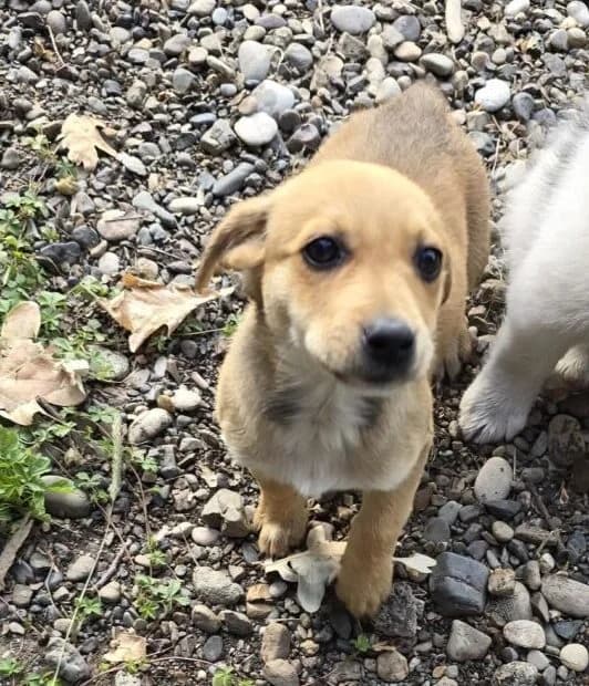 Luise,  puppy Mixed Breed for adoption at Ankerhunde e.V., Novi Grad