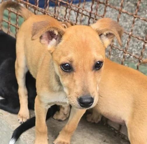 Lea,  puppy Mixed Breed for adoption at Ankerhunde e.V., Novi Grad