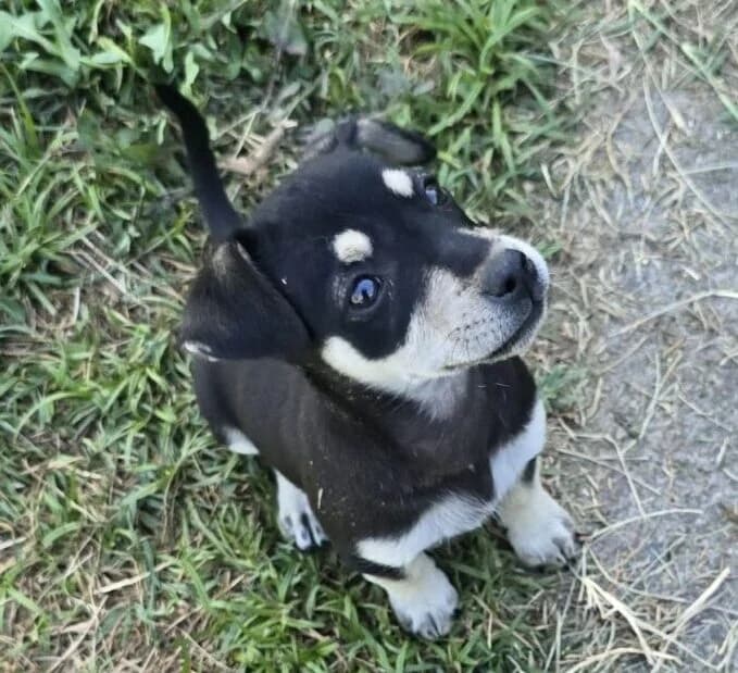 Merle, merle  puppy Mixed Breed for adoption at Ankerhunde e.V., Novi Grad