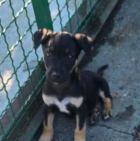 Loona,  puppy Mixed Breed for adoption at Ankerhunde e.V., Novi Grad