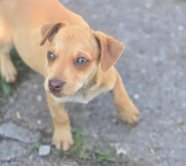 Jacky,  puppy Mixed Breed for adoption at Ankerhunde e.V., Novi Grad
