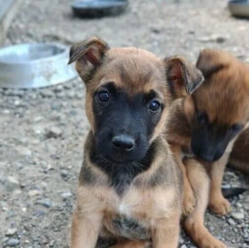 Thor,  puppy Mixed Breed for adoption at Ankerhunde e.V., Novi Grad