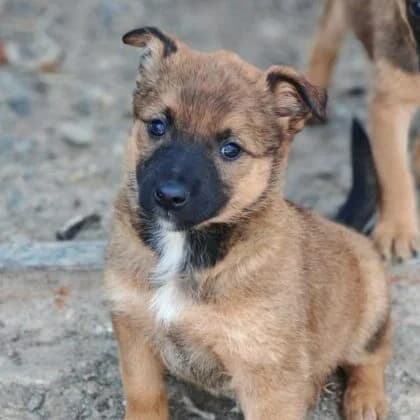Käthe,  puppy Mixed Breed for adoption at Ankerhunde e.V., Novi Grad
