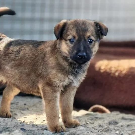 Marla,  puppy Mixed Breed for adoption at Ankerhunde e.V., Novi Grad