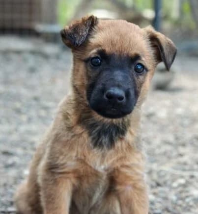 Thora,  puppy Mixed Breed for adoption at Ankerhunde e.V., Novi Grad