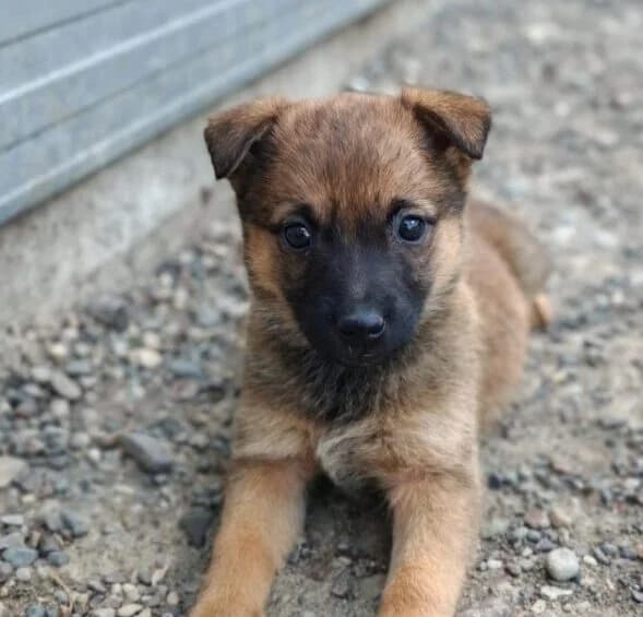 Phoebe,  puppy Mixed Breed for adoption at Ankerhunde e.V., Novi Grad