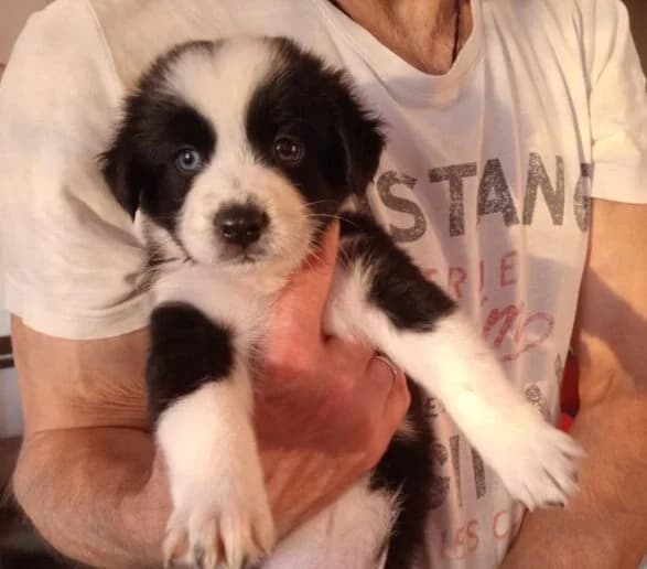 Nunu,  puppy Mixed Breed for adoption at Ankerhunde e.V., Novi Grad