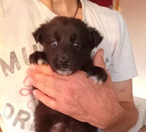 Elio,  puppy Mixed Breed for adoption at Ankerhunde e.V., Novi Grad