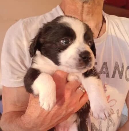 Rosalie,  puppy Mixed Breed for adoption at Ankerhunde e.V., Novi Grad