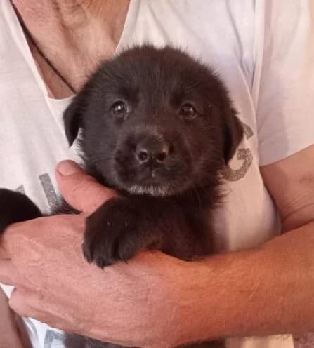 Karlos,  puppy Mixed Breed for adoption at Ankerhunde e.V., Novi Grad
