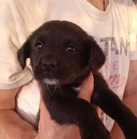 Lyra,  puppy Mixed Breed for adoption at Ankerhunde e.V., Novi Grad