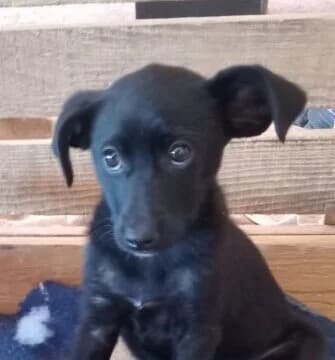 Koko,  puppy Mixed Breed for adoption at Ankerhunde e.V., Novi Grad