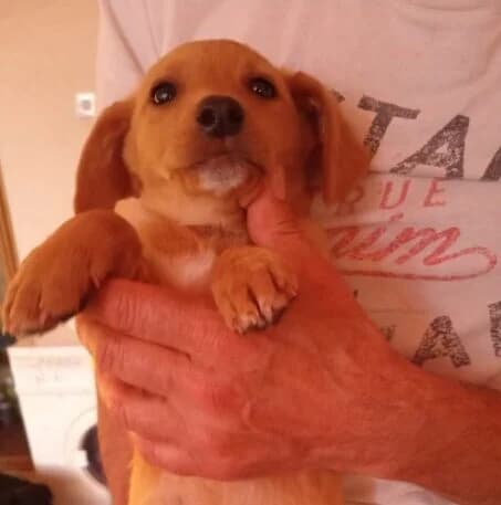Aura,  puppy Mixed Breed for adoption at Ankerhunde e.V., Novi Grad