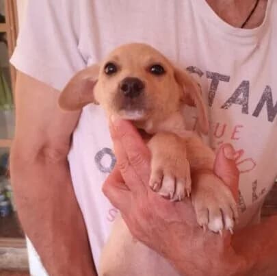 Dino,  puppy Mixed Breed for adoption at Ankerhunde e.V., Novi Grad