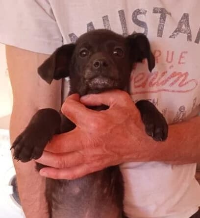 Smilla,  puppy Mixed Breed for adoption at Ankerhunde e.V., Novi Grad