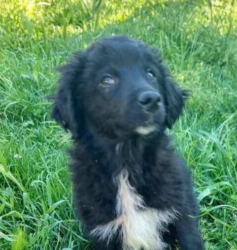 Pepe,  puppy Mixed Breed for adoption at Ankerhunde e.V., Novi Grad