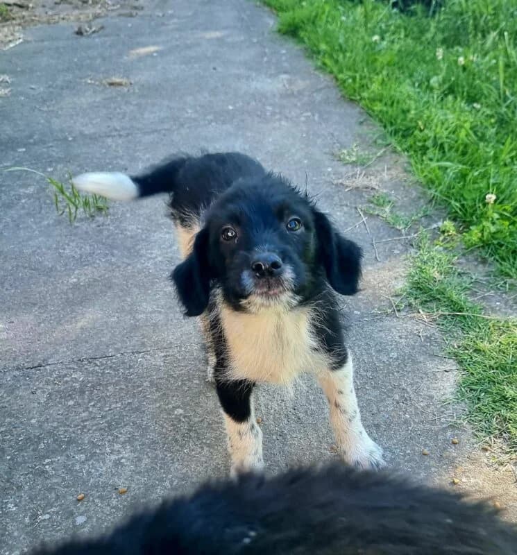 Sole, female puppy Mixed Breed for adoption at Ankerhunde e.V., Novi Grad
