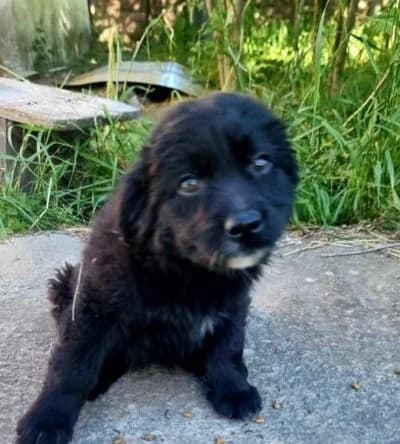 Jolie, female puppy Mixed Breed for adoption at Ankerhunde e.V., Novi Grad