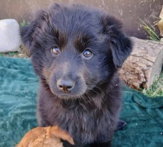Clara, female puppy Mixed Breed for adoption at Ankerhunde e.V., Novi Grad