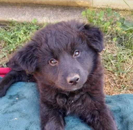 Noah,  puppy Mixed Breed for adoption at Ankerhunde e.V., Novi Grad