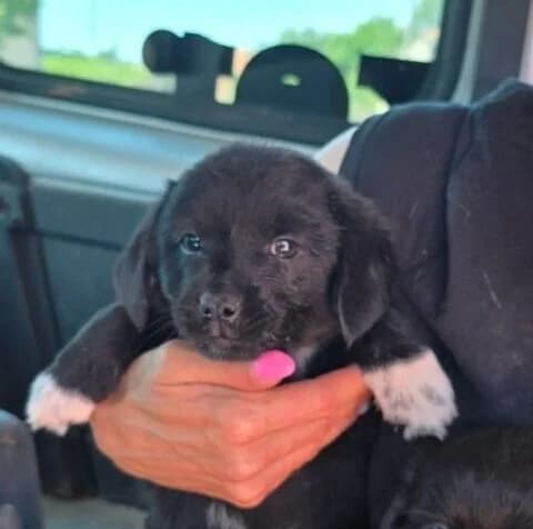 Mandy, female puppy Mixed Breed for adoption at Ankerhunde e.V., Novi Grad