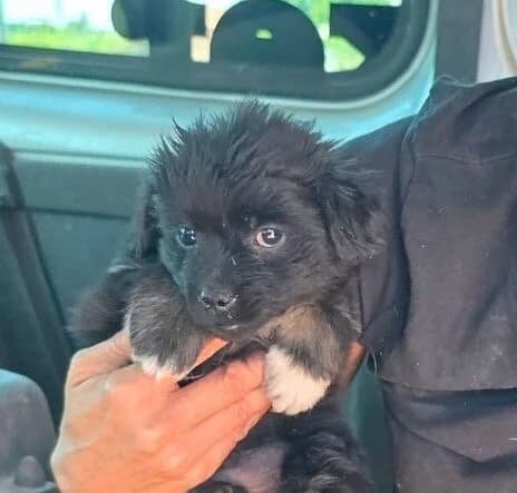 Candy, female puppy Mixed Breed for adoption at Ankerhunde e.V., Novi Grad
