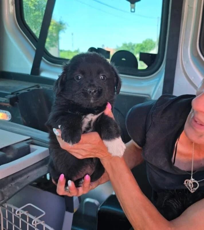 Martha, female puppy Mixed Breed for adoption at Ankerhunde e.V., Novi Grad