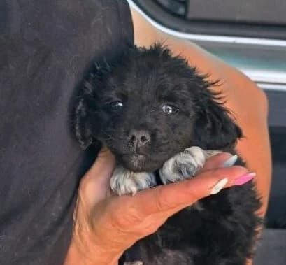 Emmy, female puppy Mixed Breed for adoption at Ankerhunde e.V., Novi Grad