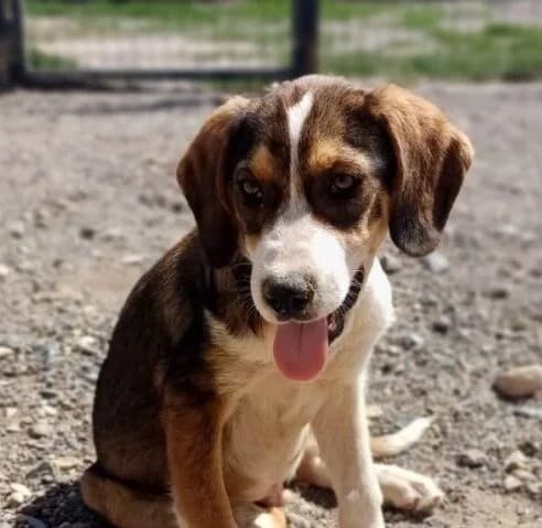 Waldo,  puppy Mixed Breed for adoption at Ankerhunde e.V., Novi Grad