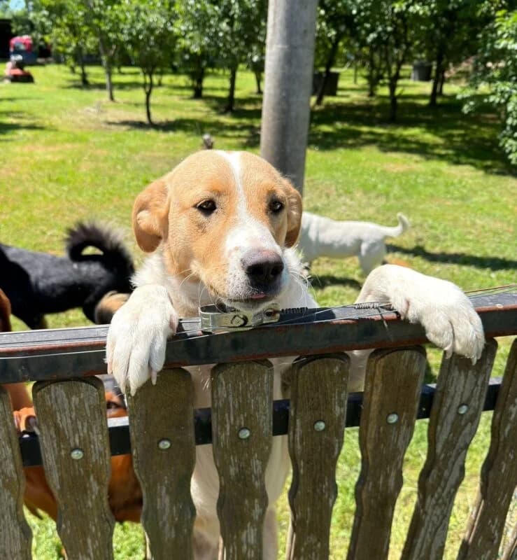 Minou, female young Mixed Breed for adoption at Ankerhunde e.V., Novi Grad