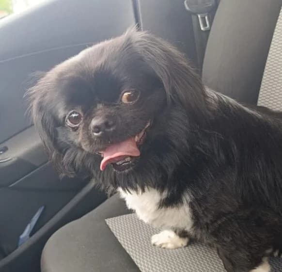 Teddy,  5yo Mixed Breed for adoption at Ankerhunde e.V., Novi Grad