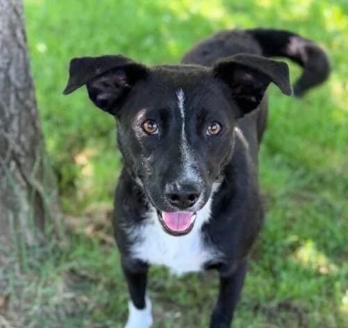 Nike,  young Mixed Breed for adoption at Ankerhunde e.V., Novi Grad